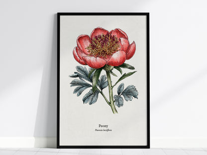 Peony Poster | Vintage Paeonia Lactiflora Botanical Illustration Wall Art — framed wall art, 24x36 in