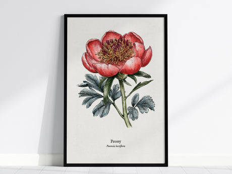Peony Poster | Vintage Paeonia Lactiflora Botanical Illustration Wall Art — framed wall art, 24x36 in
