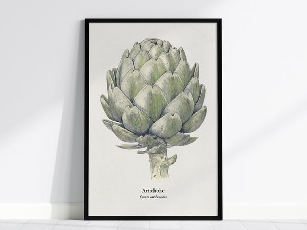 Artichoke Poster | Vintage Cynara Cardunculus Botanical Illustration Wall Art — framed wall art, 24x36 in