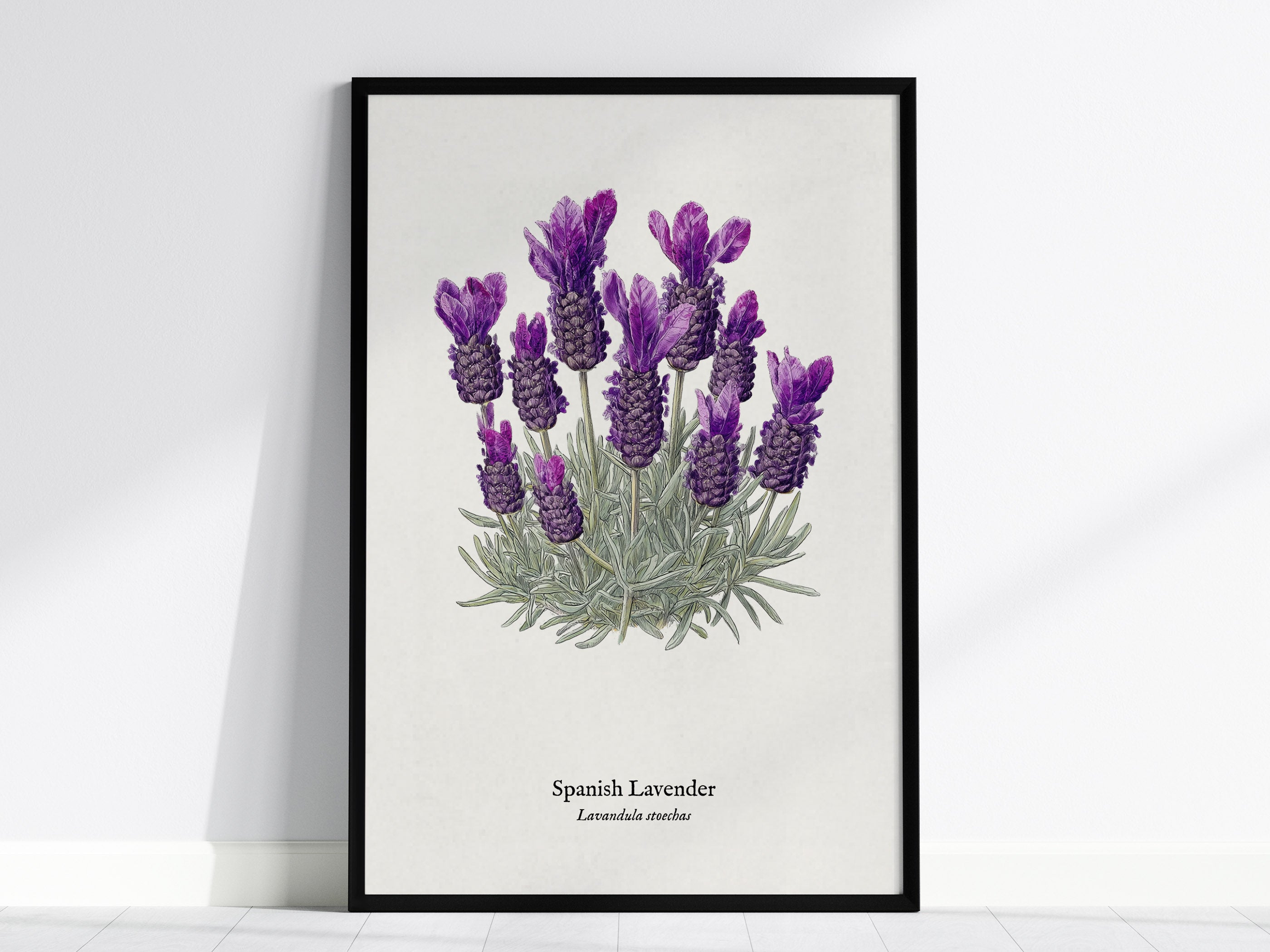 Spanish Lavender Poster | Vintage Lavandula Stoechas Botanical