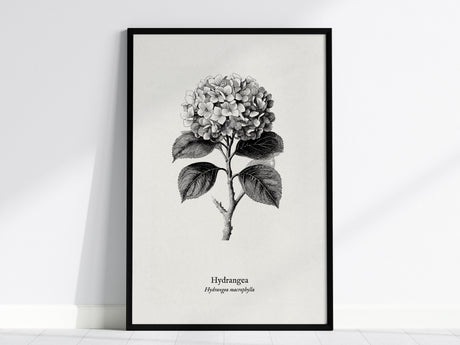 Hydrangea Poster | Hydrangea macrophylla Pen and Ink Print | Vintage Botanical Illustration Wall Art — framed wall art, 24x36