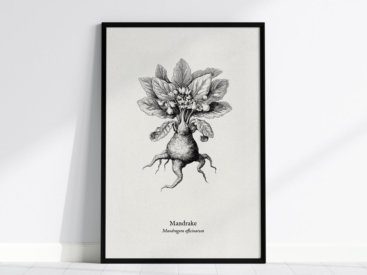 Mandrake Poster | Mandragora officinarum Pen and Ink Print Vintage Botanical Illustration — framed wall art, 24x36 in