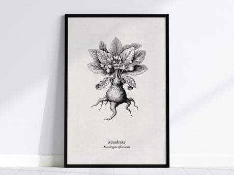Mandrake Poster | Mandragora officinarum Pen and Ink Print Vintage Botanical Illustration — framed wall art, 24x36 in
