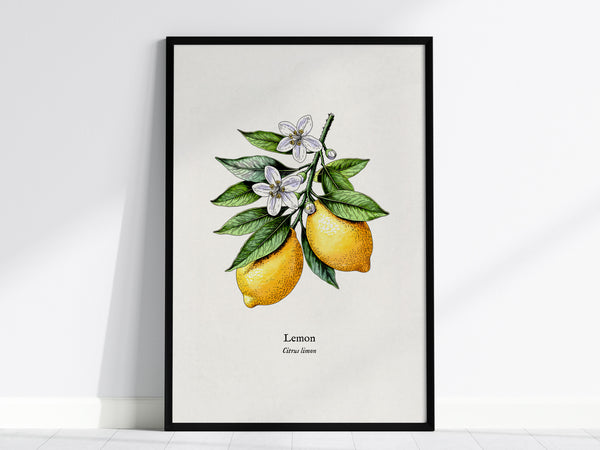 Botanical Lemon Poster | Citrus x Limon Framed Wall Art — framed wall art, 24x36 in
