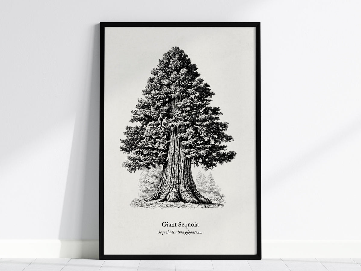 Giant Sequoia Poster | Vintage Sequoiadendron Giganteum Botanical Illustration Wall Art — framed wall art, 24x36 in