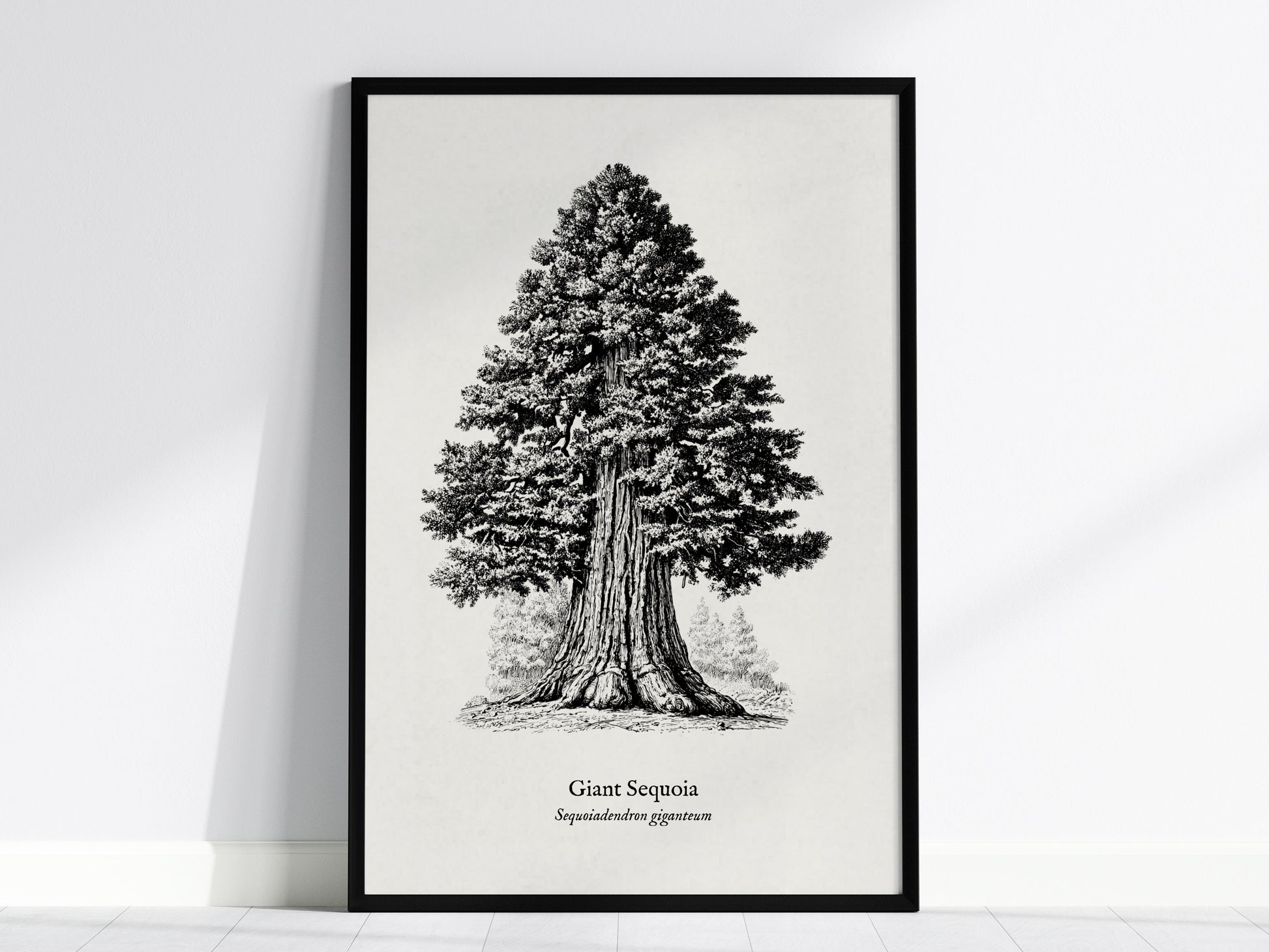 Giant Sequoia Poster | Vintage Sequoiadendron Giganteum Botanical Illustration Wall Art — framed wall art, 24x36 in
