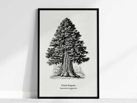 Giant Sequoia Poster | Vintage Sequoiadendron Giganteum Botanical Illustration Wall Art — framed wall art, 24x36 in