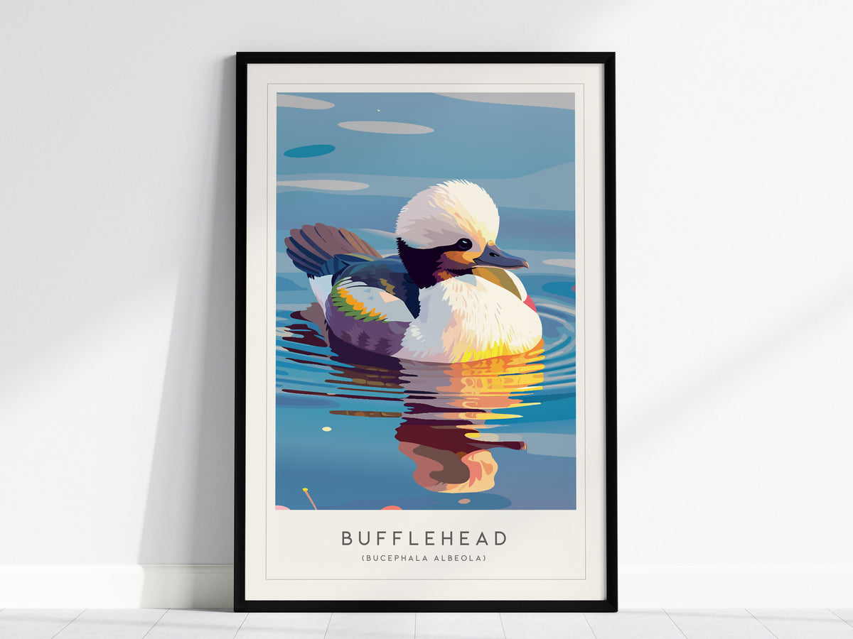 Bufflehead, Bucephala albeola Poster | Diving Duck Wildlife Print Wall Art — framed wall art, 24x36 in