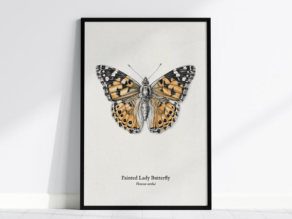 Painted Lady Butterfly Poster | Vintage Vanessa cardui Zoological Illustration Wall Art — framed wall art, 24x36 in