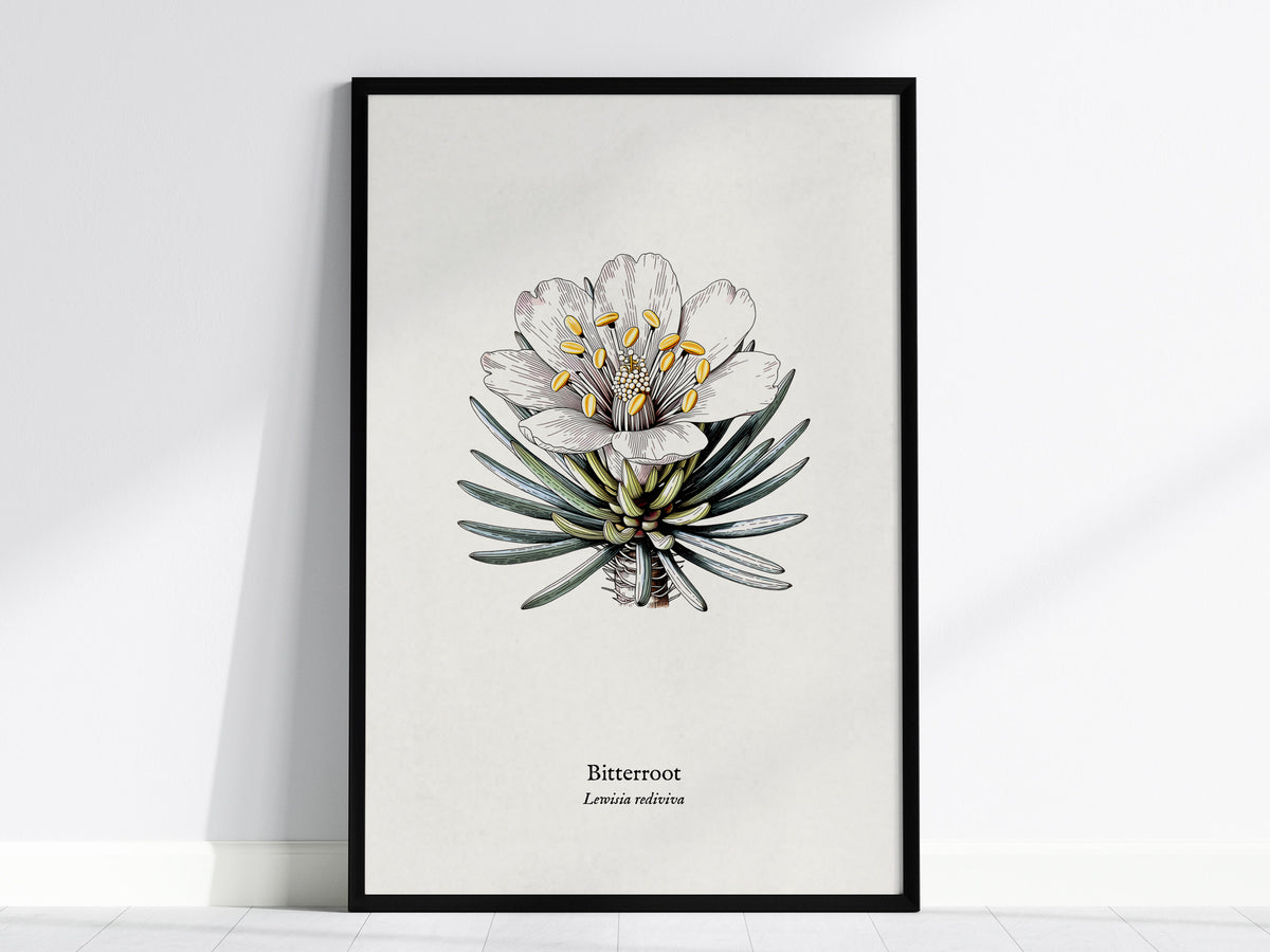 Bitterroot Poster | Lewisia rediviva Pen and Ink Print Vintage Botanical Illustration Wall Art — framed wall art, 24x36 in