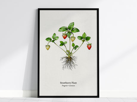 Strawberry Plant Poster | Vintage Fragaria × ananassa Botanical Illustration Wall Art — framed wall art, 24x36 in
