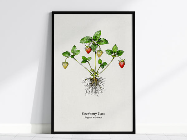 Strawberry Plant Poster | Vintage Fragaria × ananassa Botanical Illustration Wall Art — framed wall art, 24x36 in