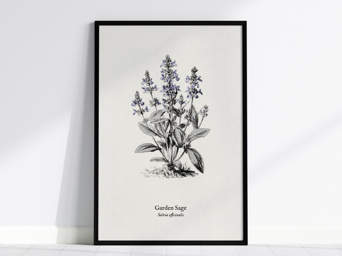 Garden Sage Poster | Salvia officinalis Pen and Ink Print Vintage Botanical Illustration Wall Art — framed wall art, 24x36 in
