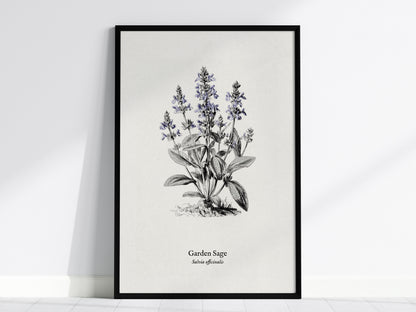 Garden Sage Poster | Salvia officinalis Pen and Ink Print Vintage Botanical Illustration Wall Art — framed wall art, 24x36 in