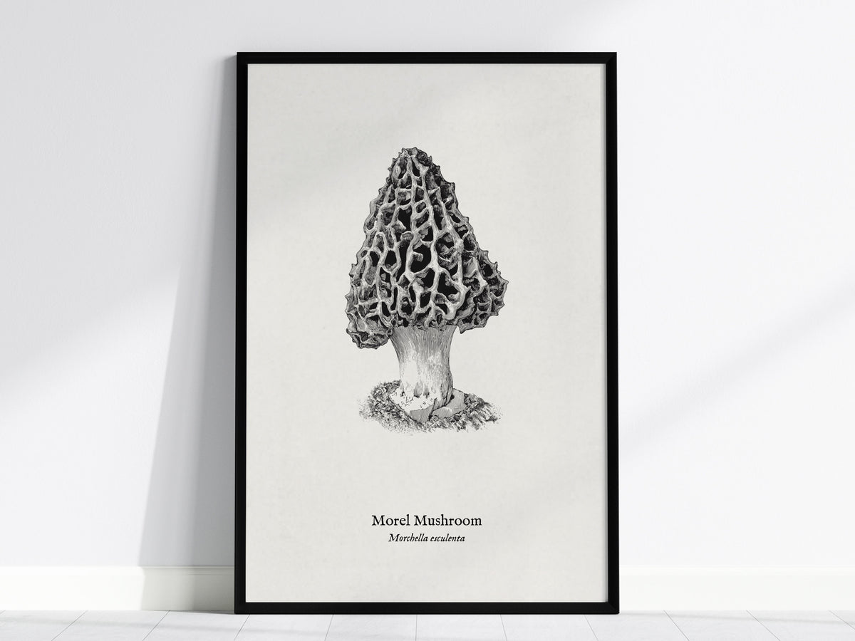 Morel Mushroom Poster | Morchella esculenta Pen and Ink Print Vintage Scientific Illustration — framed wall art, 24x36 in