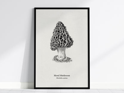 Morel Mushroom Poster | Morchella esculenta Pen and Ink Print Vintage Scientific Illustration — framed wall art, 24x36 in