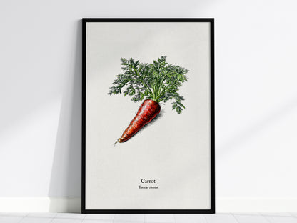 Carrot Poster | Daucus Carota Pen and Ink Print | Vintage Botanical Illustration Wall Art — framed wall art, 24x36 in