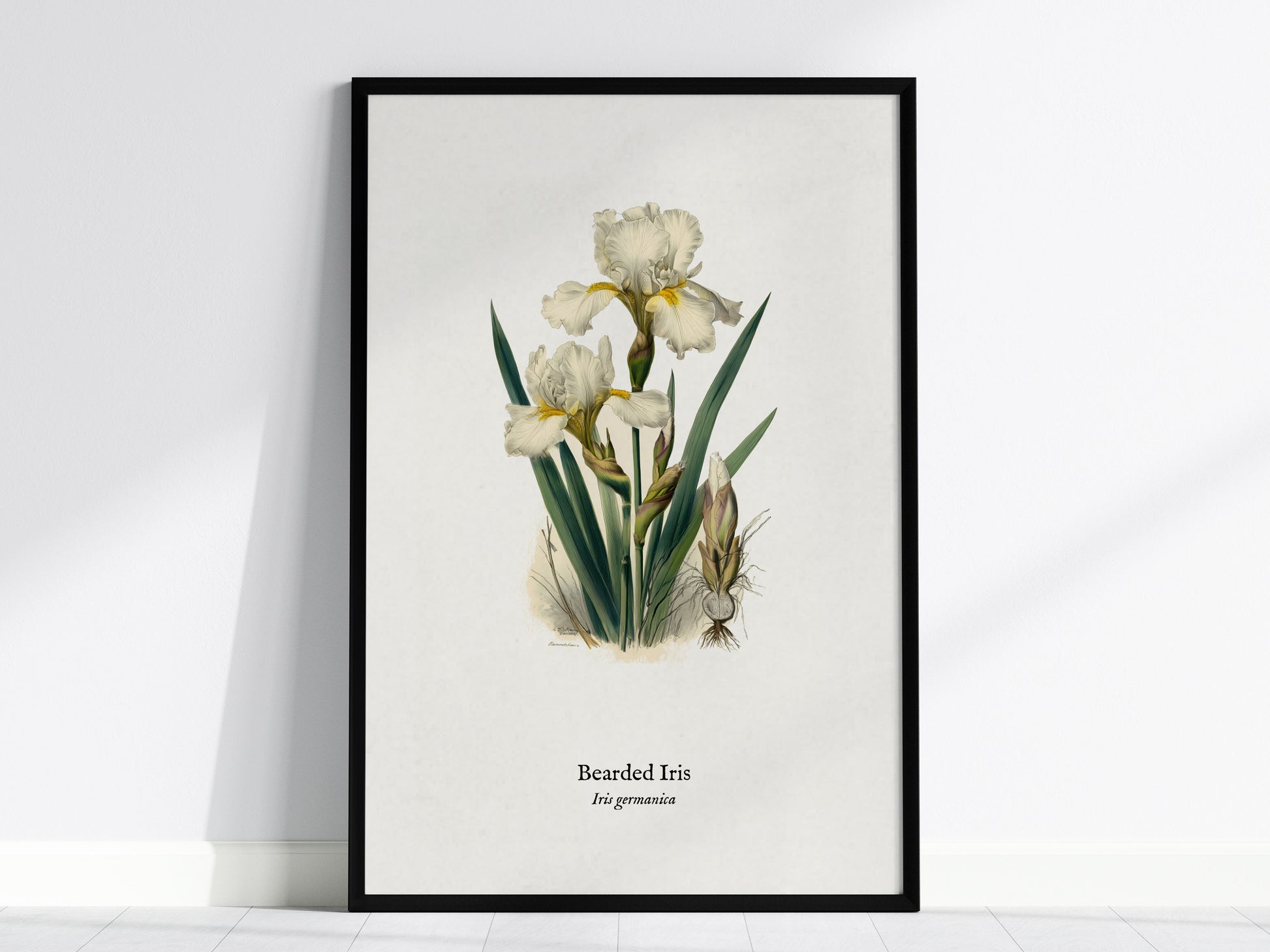 Bearded Iris Poster | Iris germanica Pen and Ink Print Vintage Botanical Illustration Wall Art — framed wall art, 24x36 in