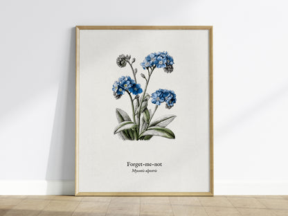 Forget-Me-Not Poster | Vintage Myosotis Alpestris Botanical Illustration Wall Art — framed wall art