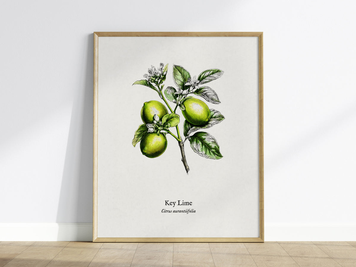 Key Lime Poster | Citrus aurantiifolia Vintage Botanical Illustration Pen and Ink Print — framed wall art