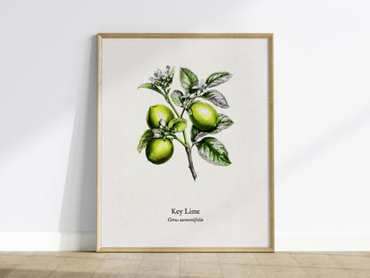 Key Lime Poster | Citrus aurantiifolia Vintage Botanical Illustration Pen and Ink Print — framed wall art