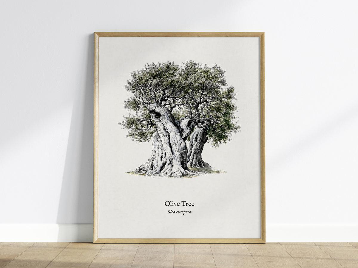 Olive Tree Poster | Vintage Olea europaea Botanical Illustration Wall Art — framed wall art
