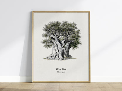 Olive Tree Poster | Vintage Olea europaea Botanical Illustration Wall Art — framed wall art