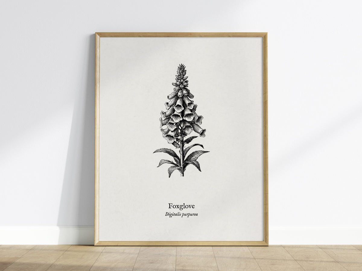 Foxglove Poster | Digitalis purpurea Pen and Ink Print | Vintage Botanical Illustration Wall Art — framed wall art