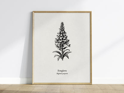 Foxglove Poster | Digitalis purpurea Pen and Ink Print | Vintage Botanical Illustration Wall Art — framed wall art