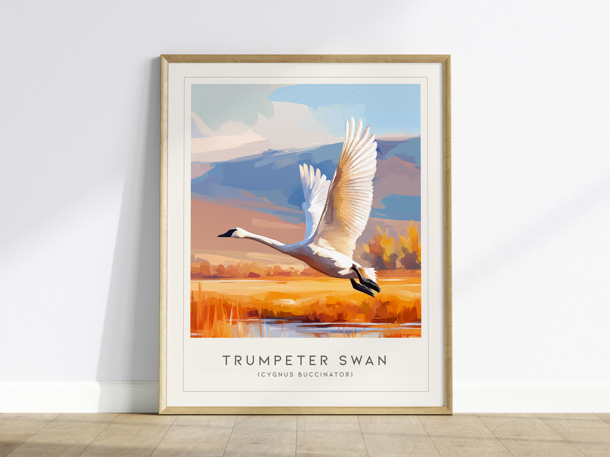 Trumpeter Swan Poster | Elegant Waterbird in Winter Calm Wall Art — framed wall art