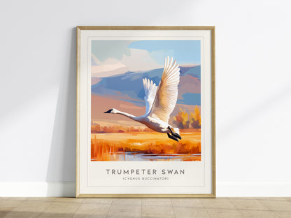 Trumpeter Swan Poster | Elegant Waterbird in Winter Calm Wall Art — framed wall art