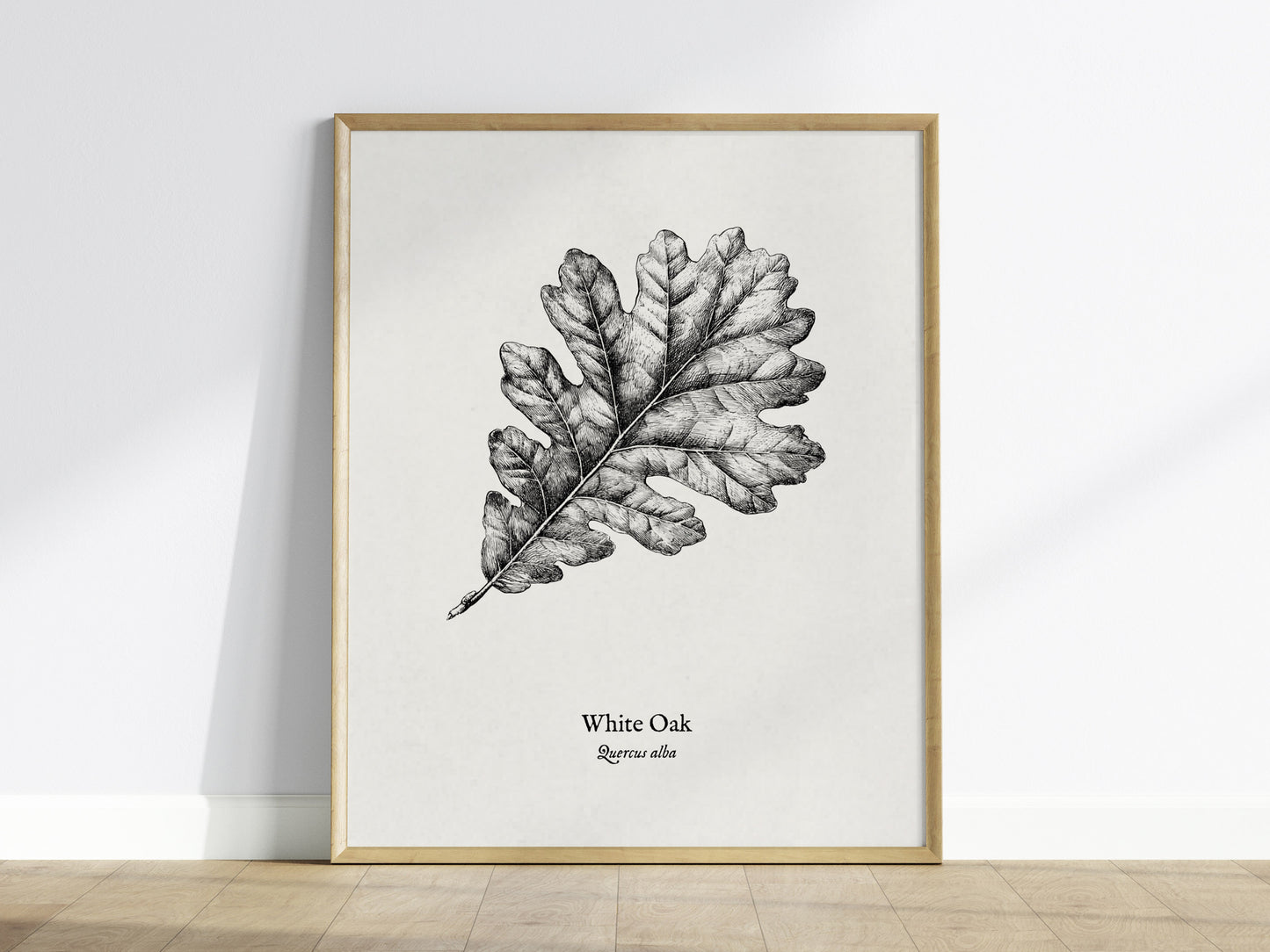 White Oak Poster | Quercus Alba Pen and Ink Print Vintage Botanical Illustration Wall Art — framed wall art