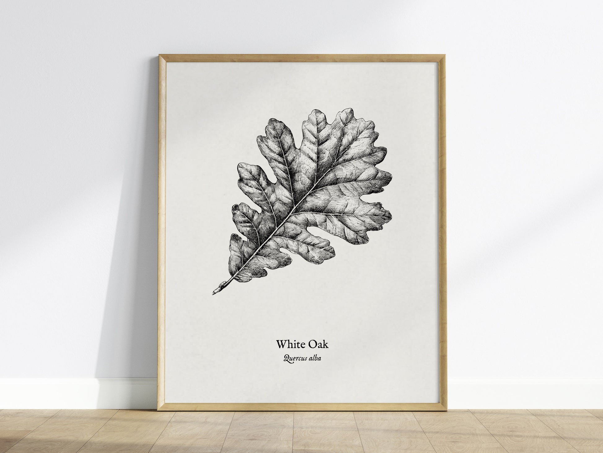 White Oak Poster | Quercus Alba Pen and Ink Print Vintage Botanical Illustration Wall Art — framed wall art