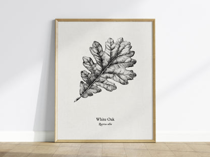 White Oak Poster | Quercus Alba Pen and Ink Print Vintage Botanical Illustration Wall Art — framed wall art