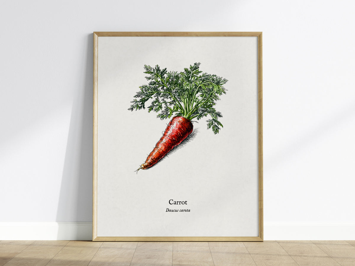 Carrot Poster | Daucus Carota Pen and Ink Print | Vintage Botanical Illustration Wall Art — framed wall art