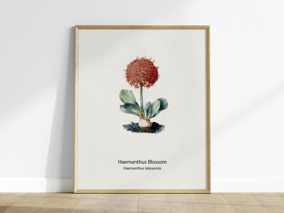 Haemanthus Blossom Poster | Haemanthus lykosensis Pen and Ink Print Vintage Botanical Illustration — framed wall art