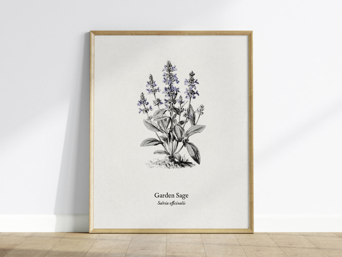 Garden Sage Poster | Salvia officinalis Pen and Ink Print Vintage Botanical Illustration Wall Art — framed wall art