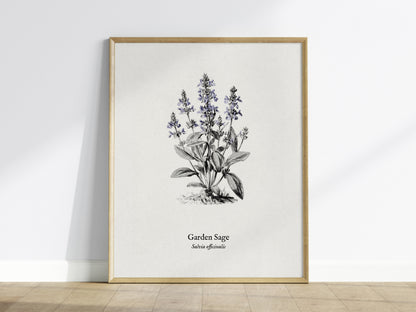 Garden Sage Poster | Salvia officinalis Pen and Ink Print Vintage Botanical Illustration Wall Art — framed wall art