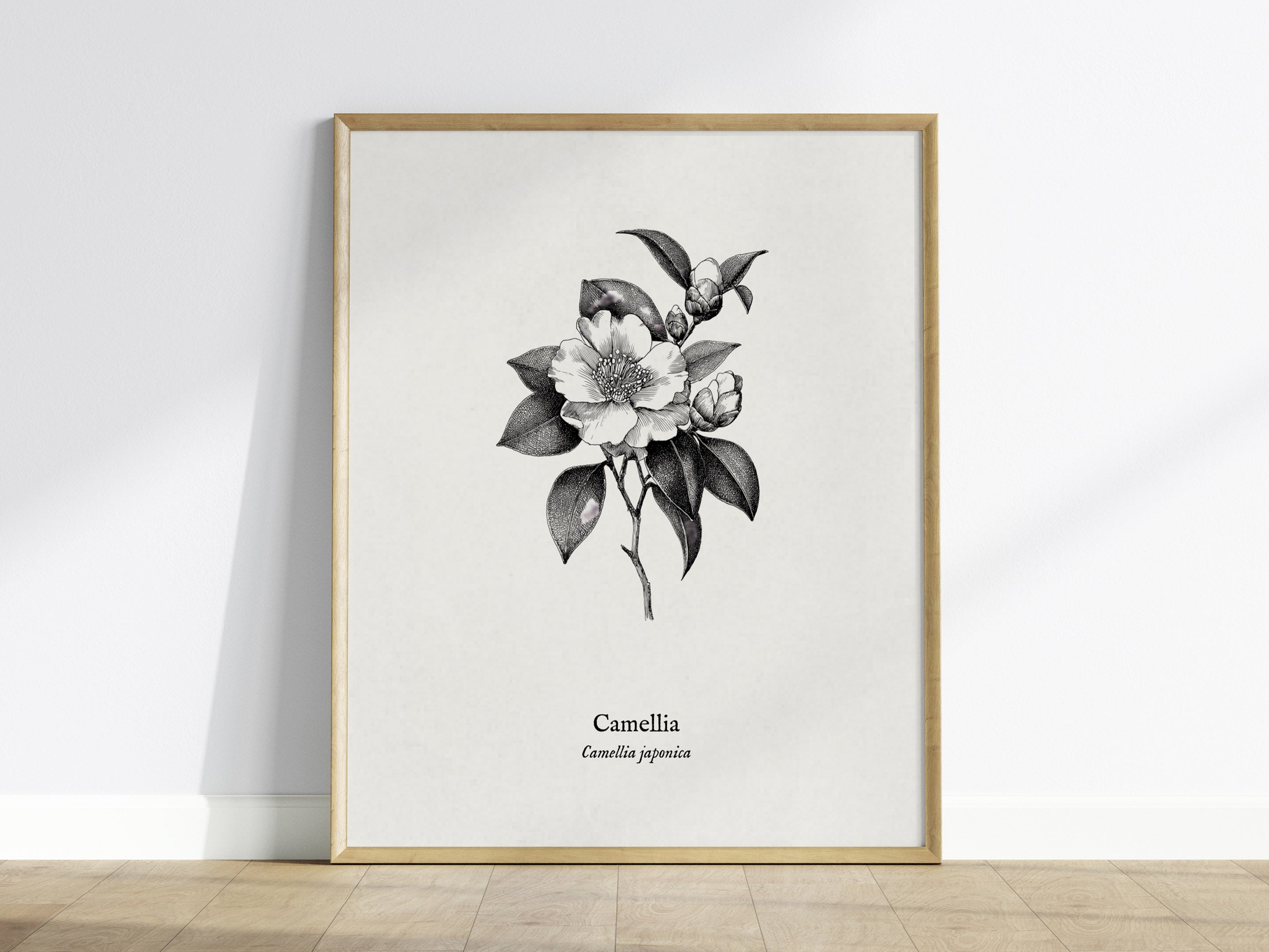 Camellia Poster | Camellia japonica Pen and Ink Print — Vintage