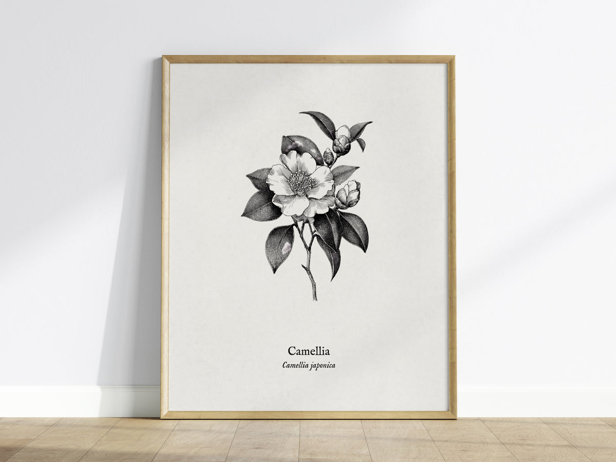 Camellia Poster | Camellia japonica Pen and Ink Print — Vintage Botanical Illustration Wall Art — framed wall art