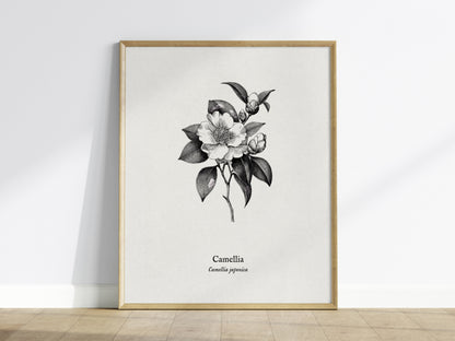 Camellia Poster | Camellia japonica Pen and Ink Print — Vintage Botanical Illustration Wall Art — framed wall art