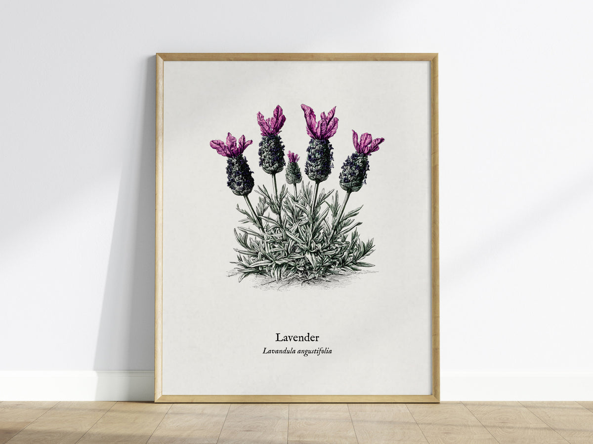 Lavender Poster | Lavandula angustifolia Pen and Ink Print Vintage Botanical Illustration Wall Art — framed wall art