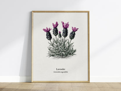 Lavender Poster | Lavandula angustifolia Pen and Ink Print Vintage Botanical Illustration Wall Art — framed wall art