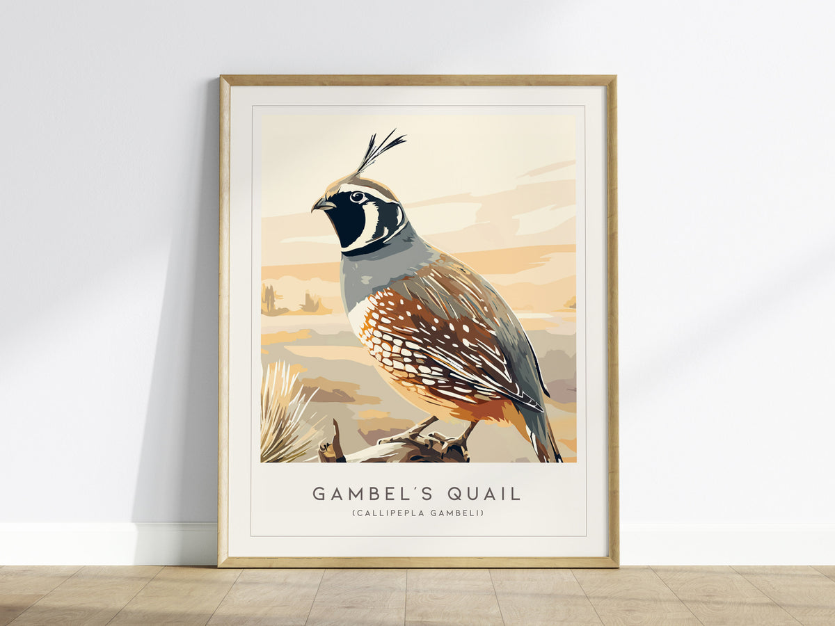 Gambel's Quail, Callipepla gambeli Poster | Desert Bird Wall Art Wildlife Print — framed wall art