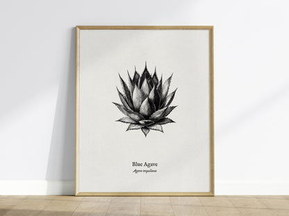 Blue Agave Poster | Vintage Agave Tequilana Botanical Illustration Wall Art — framed wall art