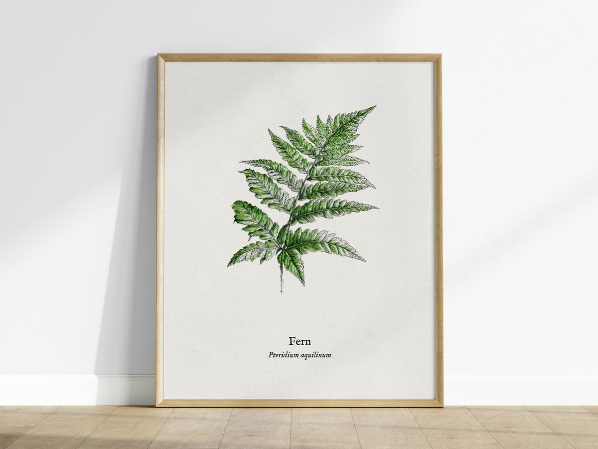 Fern Poster | Pteridium aquilinum Vintage Pen and Ink Print Scientific Illustration Wall Art — framed wall art