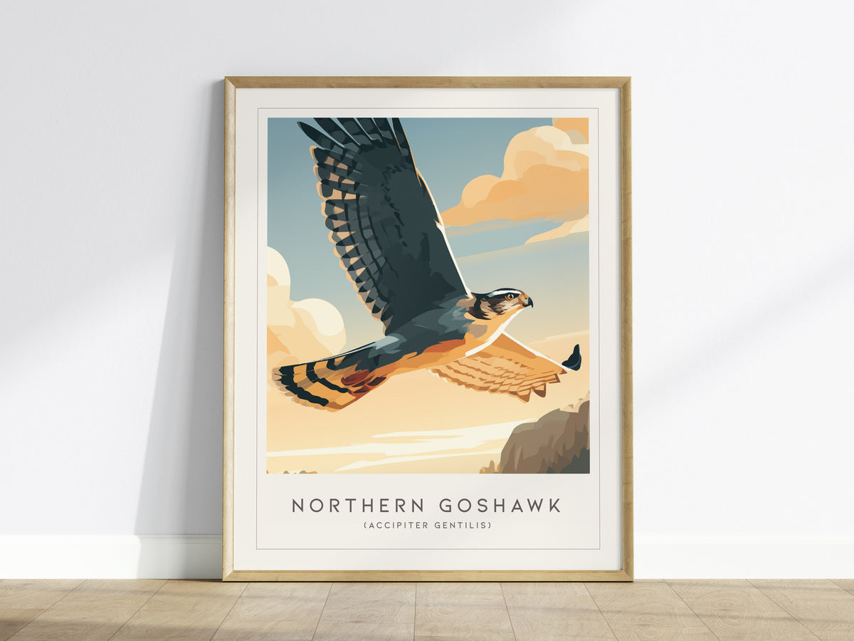 Northern Goshawk, Accipiter gentilis Poster | Fierce Raptor Bird Wall Art — framed wall art