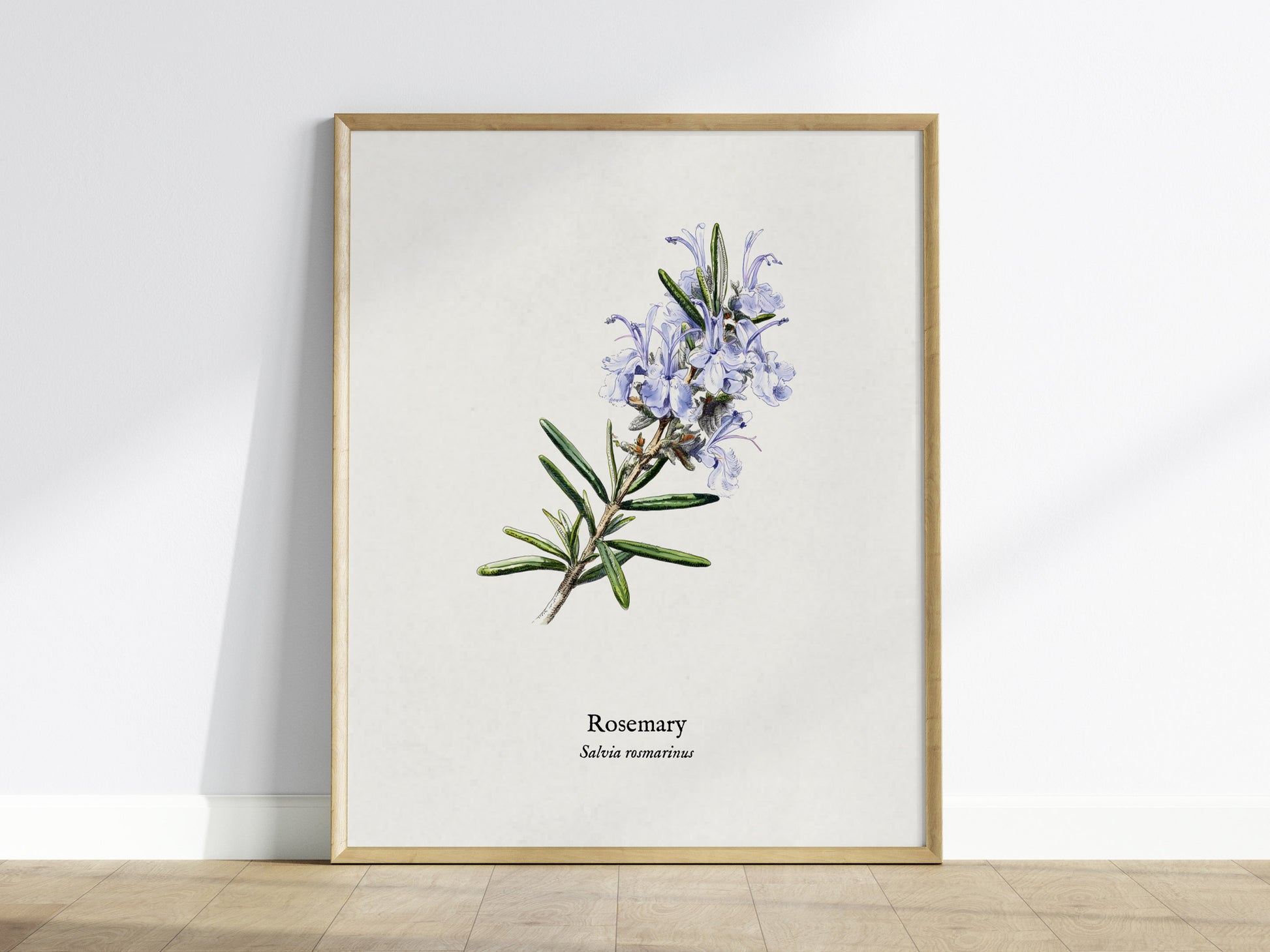 Rosemary Poster | Vintage Salvia Rosmarinus Botanical Illustration Wall Art — framed wall art