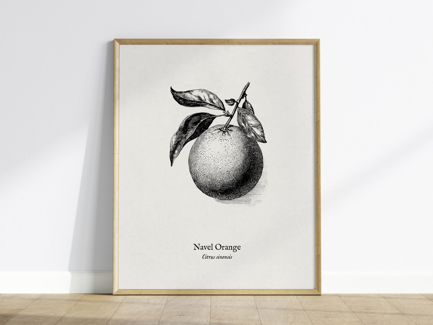 Navel Orange Poster | Citrus sinensis Pen and Ink Print Vintage Botanical Illustration — framed wall art