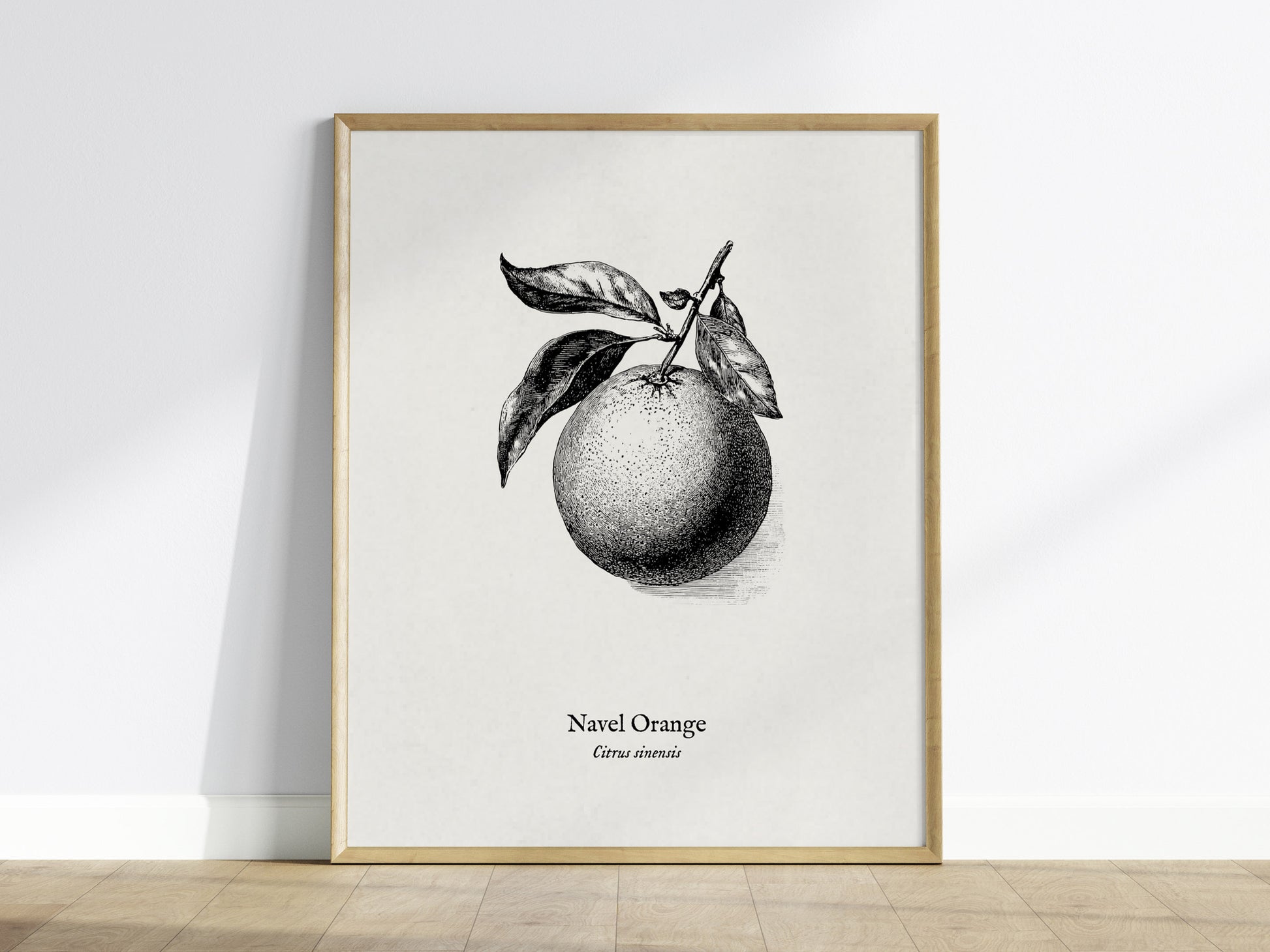 Navel Orange Poster | Citrus sinensis Pen and Ink Print Vintage Botanical Illustration — framed wall art
